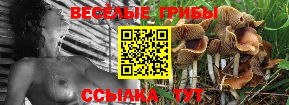 как найти закладки  Вход с VPN  Дубна  Псилоцибиновые грибы мицелий  Псилоцибиновые грибы GOLDEN TEACHER 